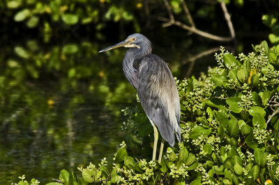 Tricolored Heron