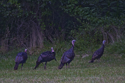 Turkeys in Asheville NC
