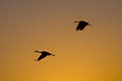 Sandhill Cranes at Sunrise