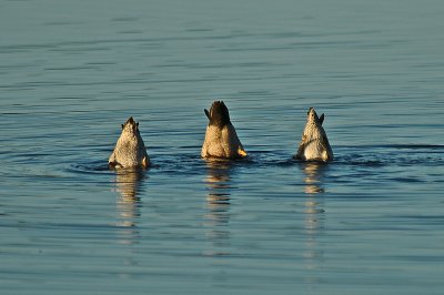 Blue-Winged Teals' Tails