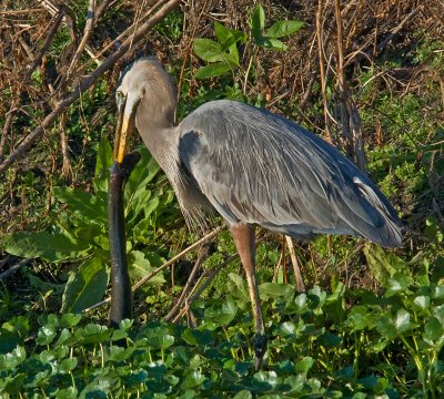 Great Blue Heron About to Eat an Amphiuma