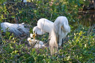 Great White Egret and Chicks