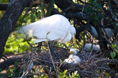 Great White Egret and Chicks