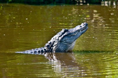 Gator Ready for Breakfast