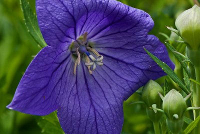 Chinese Bell Flower