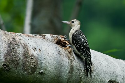 Young Red Bellied Woodpecker