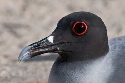 Swallow-Tailed Gull
