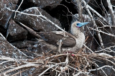 Red-footed Boobie on Nest