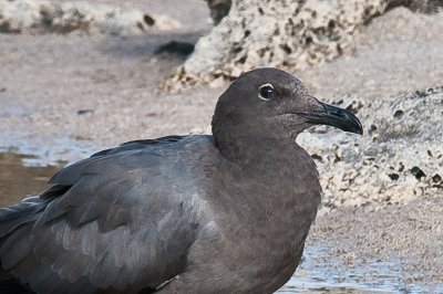 Lava Gull Playa Ochoa