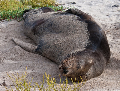 Sea Lion Sound Asleep at Playa Ochoa