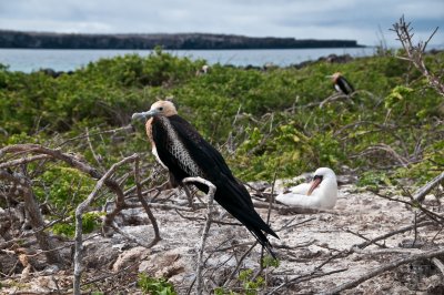 Frigatebird and Masked Boobie on Its Nest