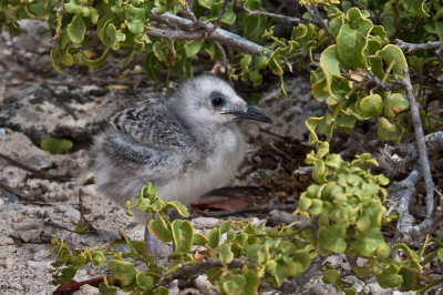 Swallow-Tailed Gull Chick