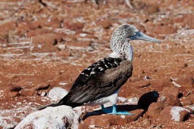 Blue-footed Boobie