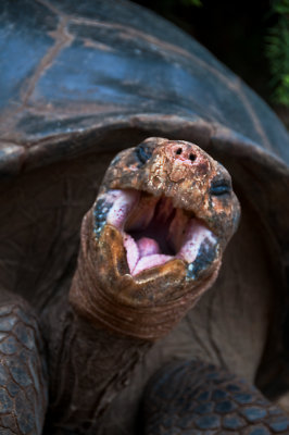 Galapagos Tortoise Yawn