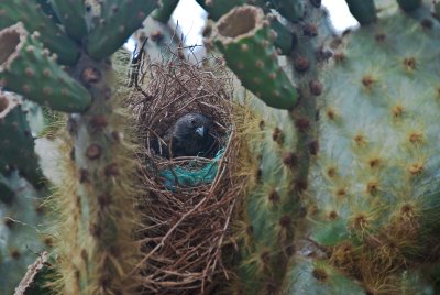 Medium-Ground Finch in Nest