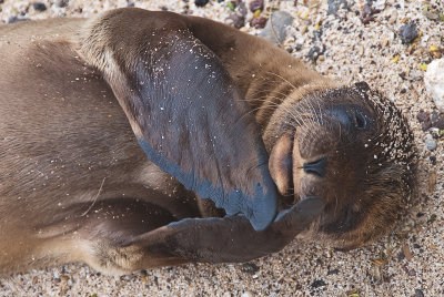Young Sea Lion
