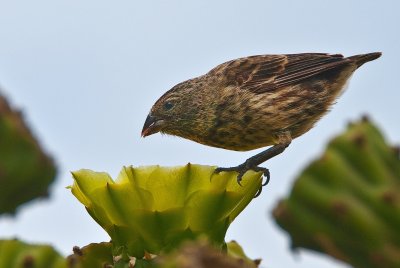 Medium-Ground Finch