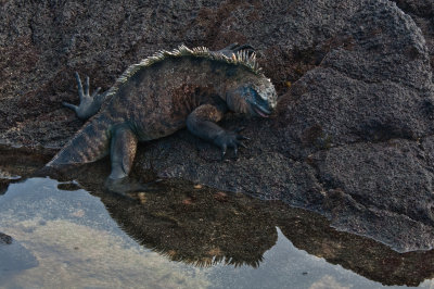 Marine Iguana