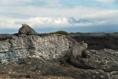 Marine Iguanas