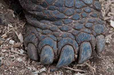 Galapagos Tortoise Foot