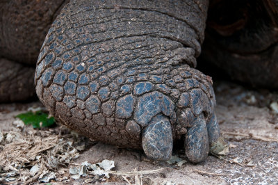 Galapagos Tortoise Foot