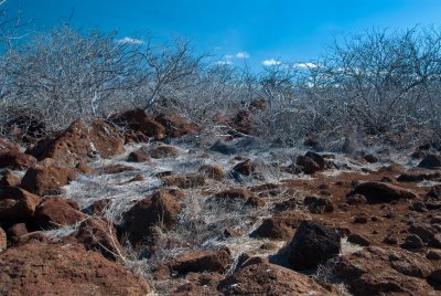 Island Landscape