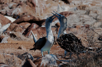 Blue-footed Boobies Getting Frisky