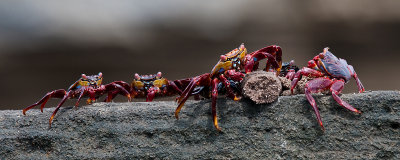 Sally Lightfoot Crabs