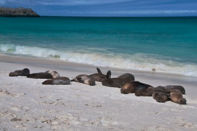 Sea Lions Sun Bathing