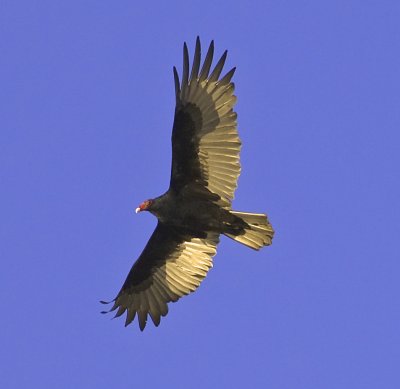 Turkey Vulture