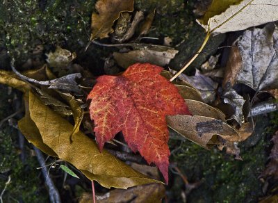 Fall Leaf on Ground