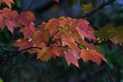 Fall Leaves