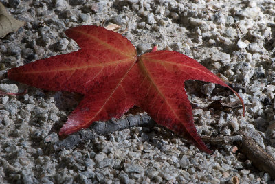 Autumn Leaf