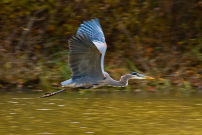 Blue Heron