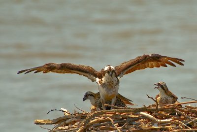 Ospreys