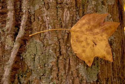 Leaf on Tree Bark