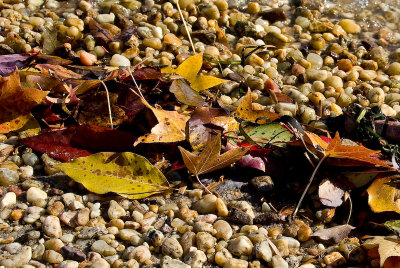 Leaves on Shore of Potomac