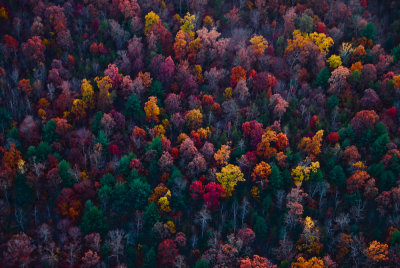 Fall Trees Approaching Shenandoah Mountains