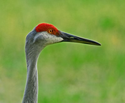 Cranes, Cormorants and Limpkins
