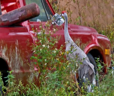 Sandhill Crane and Pickup Truck Mirror