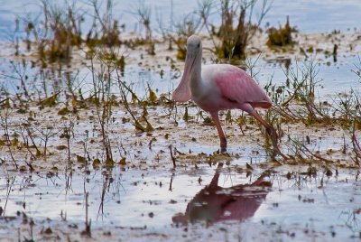 Roseate Spoonbill