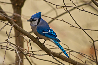 Bluejay