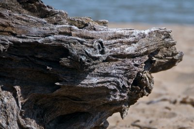 Driftwood