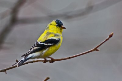 Goldfinch Molting into Summer Plumage