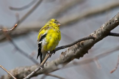 Goldfinch Molting into Summer Plumage