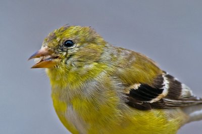 Goldfinch Molting into Summer Plumage--Up CLose (and Eating)