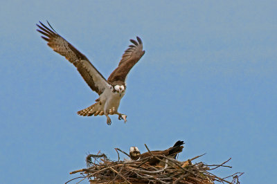 Osprey Landing on Nest with Small Fish