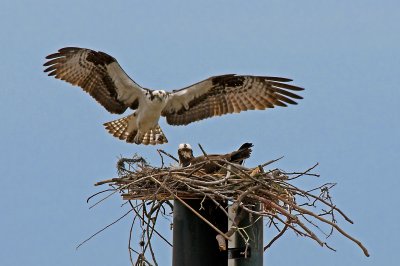 Ospreys Have Returned and Are Nesting (in VA)