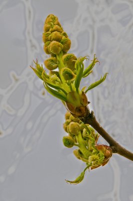 Tree Buds Blooming