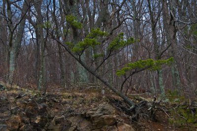 Tree Losing to Erosion